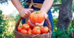 Cómo trabajar en campaña agrícola