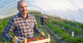 Oferta de empleo en el sector agrícola